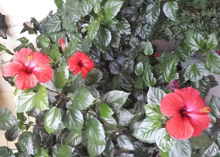 Club Complex * Nesebar